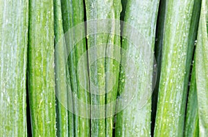 Green onion closeup background