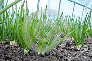 Green onion cultivation. Green onion field on a farm