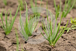 green onion in dried cracked earth in garden