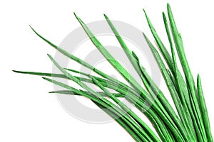 Green onion feathers isolated on white background