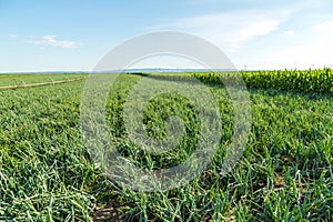 Green onion field, agricultural landscape.