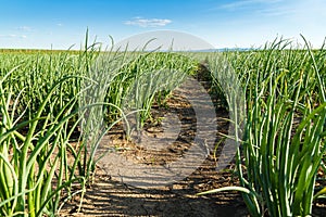 Green onion field, agricultural landscape.