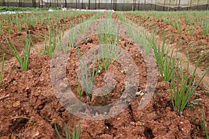 Green onion field, rows of onion at farm