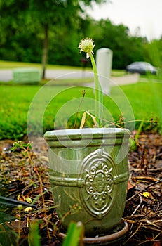 Green onion flower