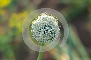 Green onion flower, head with onion seeds