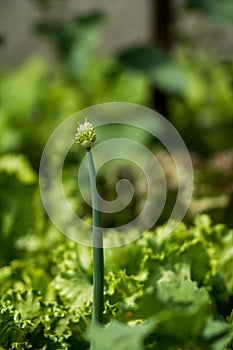Onion flower with salade on back photo