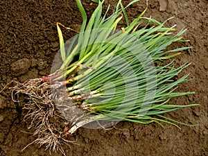 Green onion and garlic