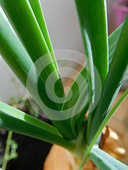 Green onion growing from a bulb close-up, scallions