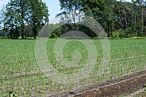 Green onion growing on farm field in Netherlands, Europe