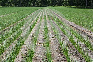 Green onion growing on farm field in Netherlands, Europe