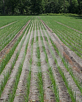 Green onion growing on farm field in Netherlands, Europe