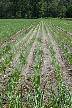 Green onion growing on farm field in Netherlands, Europe