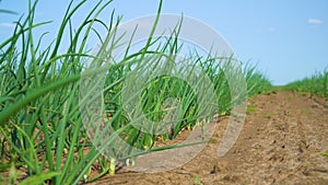 Green onion grows on a farm field. Green onion sway in the wind. Growing Onion. Agricultural scene. Agrarian business.