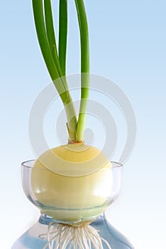 Green onion in jar with water