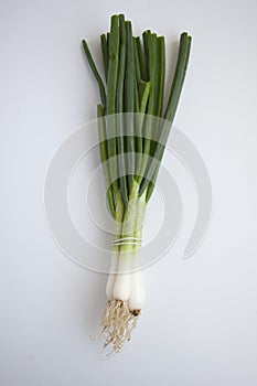 Green Onion on light background