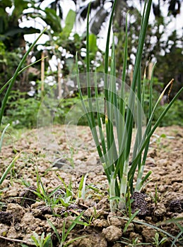 Green Onion plant in the farm