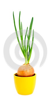 Green onion in pot