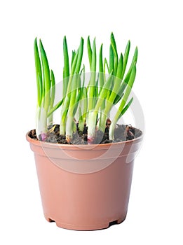 Green onion in a pot