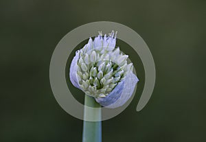Green onion seed head, bolted garden plant