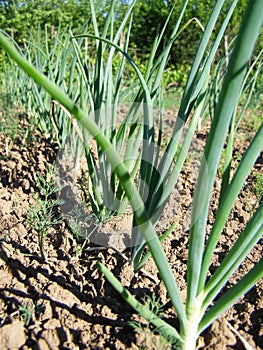 Green onion in the spring garden