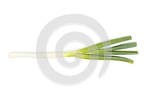 Green onion, spring onion, scallion isolated on white background