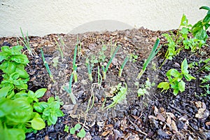 Green onion shoot