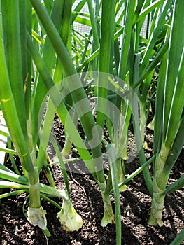 Green onion. Young spring onion sprout on the field. Organically grown onions with chives in the soil. Organic farming