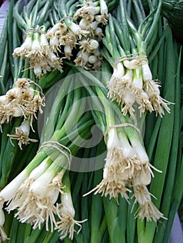 Green Onions