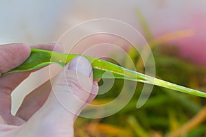 Green onions are affected by the pest onion fly, yellow onion leaves are collected in the hand