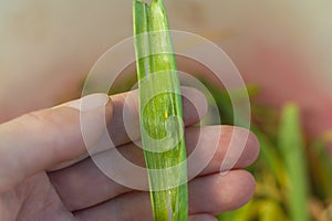 Green onions are affected by the pest onion fly, yellow onion leaves are collected in the hand