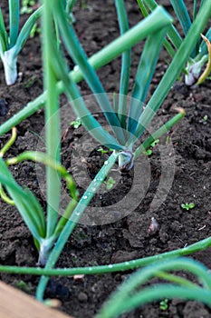 Green onions in alumina. Spring garden plants. Bow grows on beds