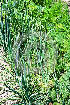 Green onions, dill, parsley on garden bed