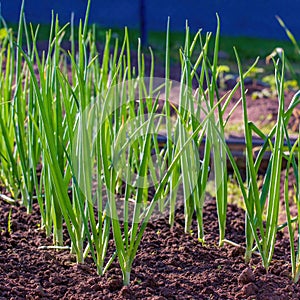 Green onions grow in a bed. Salad onions