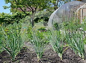 The green onions grow in a kitchen garden