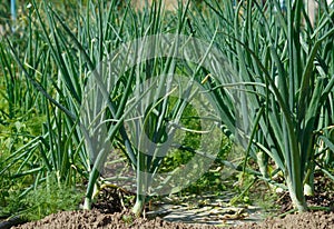 The green onions grow in a kitchen garden on the seasonal dacha