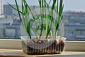 Green onions grow on the windowsill closeup