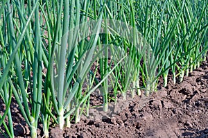 Green onions growing in the garden