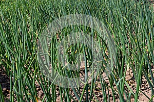 Green onions growing in the garden. spring vegetables. Organic food. Macro