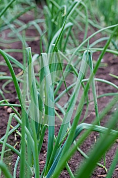 Green onions growing in the garden. spring vegetables. Organic food. Macro. Vertical