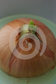 Green onions growing in a glass jar of water