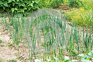 Green onions growing in a greenhouse - fresh healthy organic food, agriculture business concept.