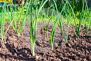 Green onions growing under the rays of the warm sun. Cultivated land close up. Agriculture plant growing in bed row. Sprouting