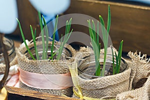 Green onions and herbs in a beautiful jar