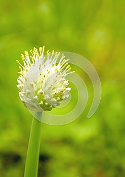 The green onions released a bud with seeds. Flowering green onions in the garden.