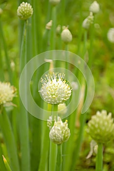 The green onions released a bud with seeds. Flowering green onions in the garden.