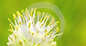 The green onions released a bud with seeds. Flowering green onions in the garden.