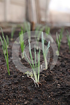 Green onions rise on wet beds close-up, vertical photo