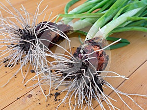 Green onions with roots