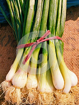 Green onions spring onion bunch of raw scallions fresh vegetable food green leaves bundle of hara piyaz oignon vert photo