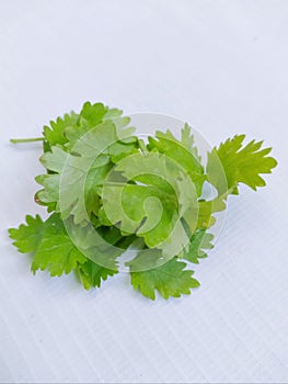 Green ooriander leaves fresh organic and aromatic cilantro herb Chinese parsley spice dhania (Coriandrum sativum) image